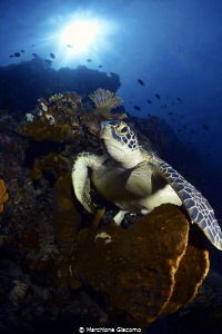 Turtle on sponge
Nikon D800E , 16mm Nikon , Two stobo
M... by Marchione Giacomo 